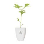Plante personnalisé