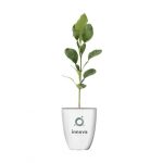 Plante personnalisé