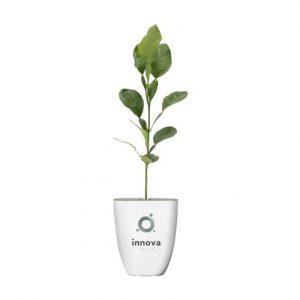 Plante personnalisé