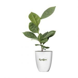 Plante personnalisé